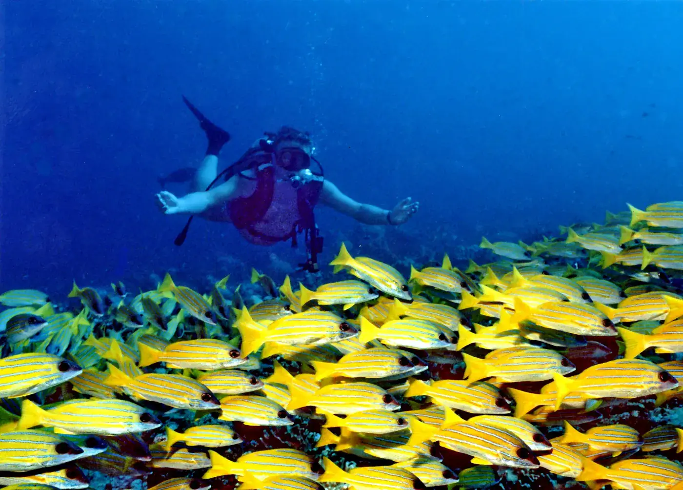 Коралловый риф Banana Reef в атолле Северный Мале с рыбами и кораллами